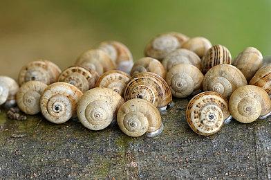 《无人深空》主创发鲸鱼表情符号 暗示即将推出新内容